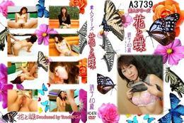 花と蝶 674 靖子40歳